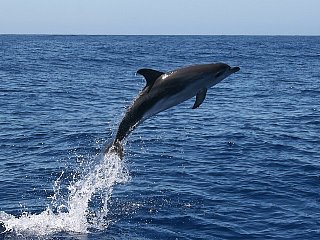 Delfines