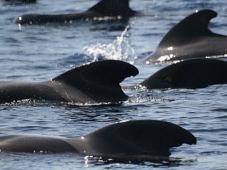 ballenas