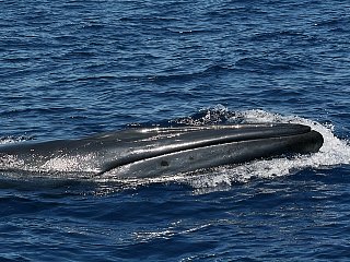 Sperm whale