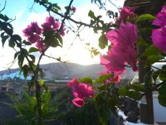 Bougainvillea