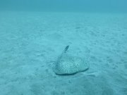 Electric Ray