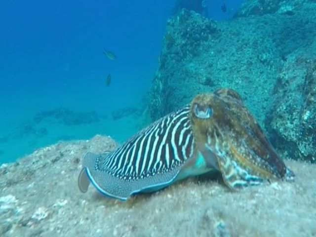 Diving at Charco del Palo