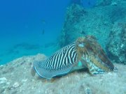 Cuttlefish