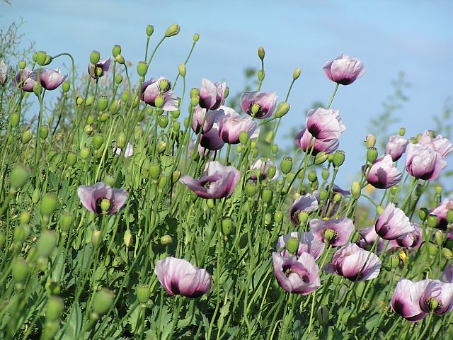 Der Garten der Hesperiden