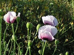 El Jardín de las Hespérides