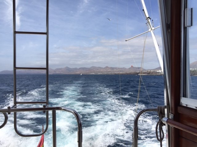 Boat trip with dolphins