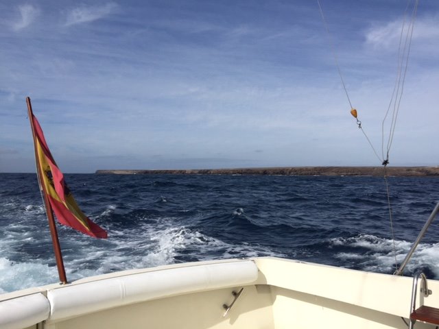 Boat trip with dolphins