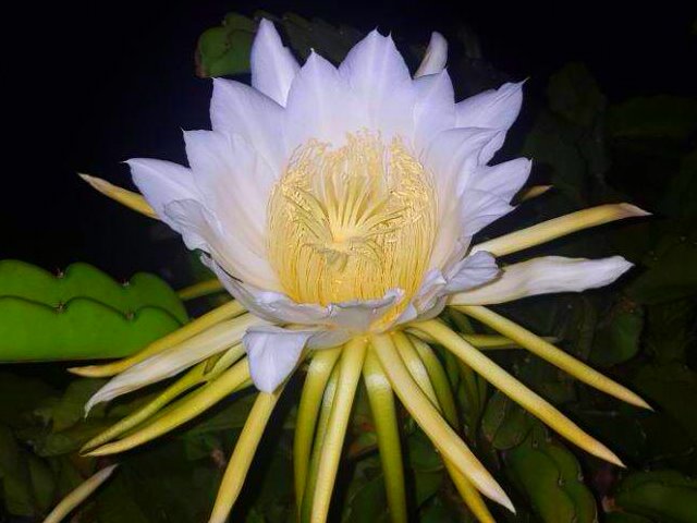 Queen of the Night