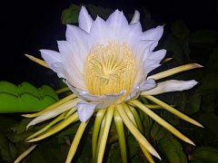 Queen of the Night