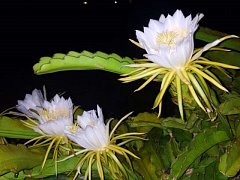 Queen of the Night