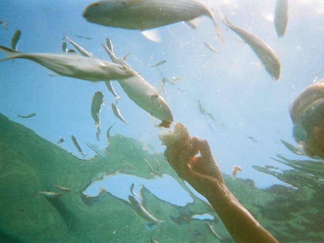 Unterwasserwelt im Gezeitenbecken