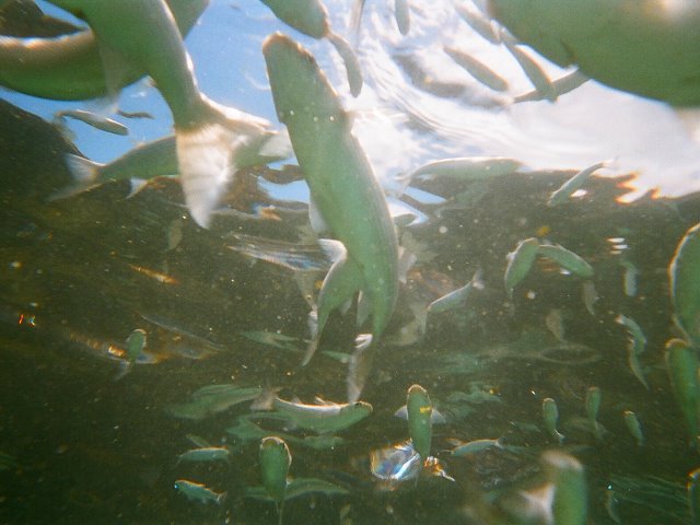 Unterwasserwelt im Gezeitenbecken