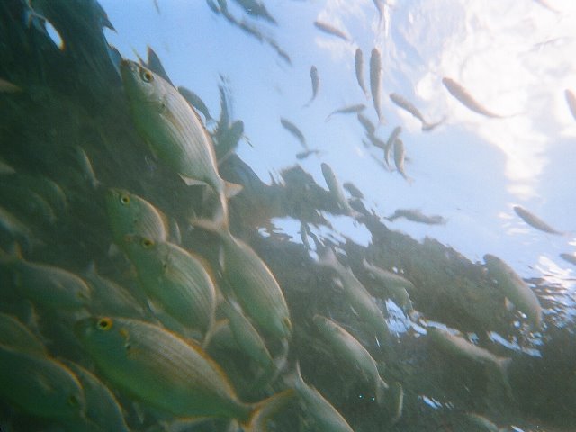 Unterwasserwelt im Gezeitenbecken