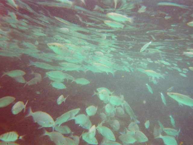 Unterwasserwelt im Gezeitenbecken