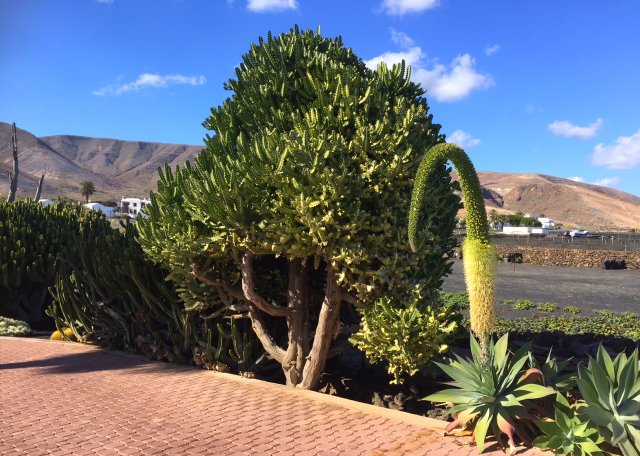 Merry Christmas from Lanzarote