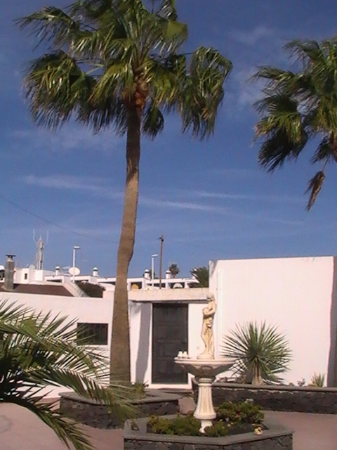 Palmera en elö patio