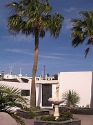 Palm tree in the patio